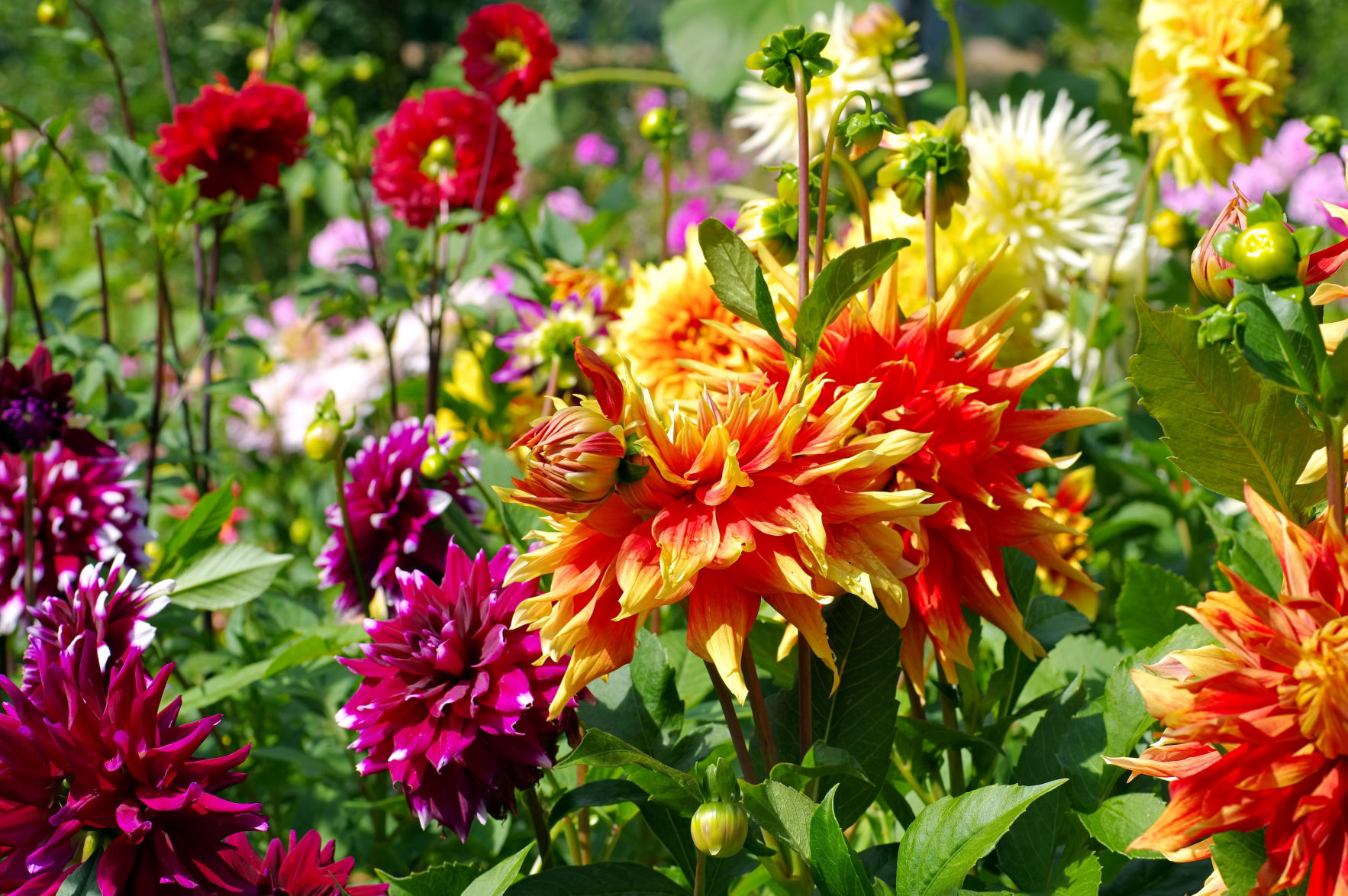 Do I have to dig dahlias for the winter Do I have to dig dahlias for the winter